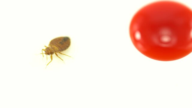 Bedbug catch. Bed bug bloodsucker tries to escape and crawling. Super macro and details studies of an adult cimex lectularius. Extremely annoying insect.