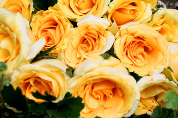 Bouquet of Yellow Roses, Fresh Natural Bouquet Close-up photos.