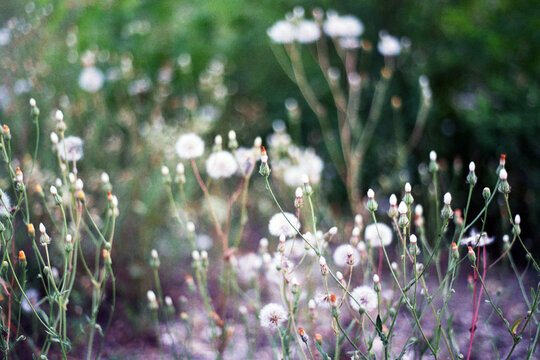 White dandelion flowers