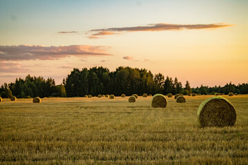 A well-dried field with haystacks