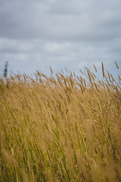 Dry grass on Australian land