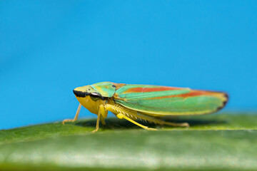 Close up macro side view of a rhododendron leafhopper on a leaf with blue sky background