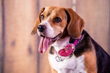 beagle dog portrait