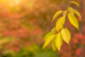 Branch of a tree with autumn yellow leaves copy space. Autumn Park.