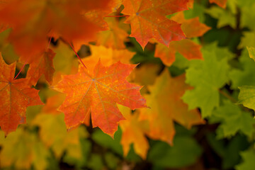Naklejka na ściany i meble Orange autumn maple leaf on a background of green leaves copy space.