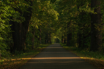 Fototapeta premium Bike path near Nadeje pond near Hluboka nad Vltavou town in summer morning