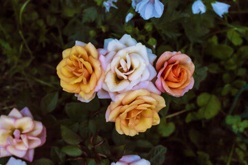 Colorful roses against the background of green foliage
