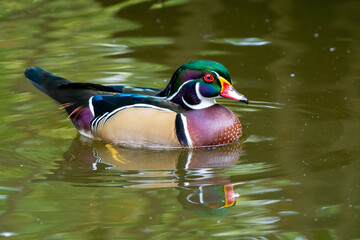Stunning Wood Duck