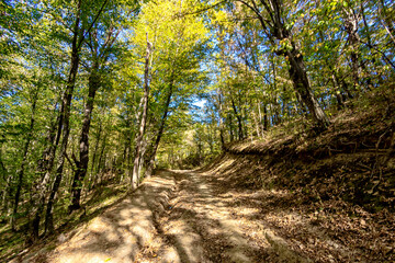 footpath in the woods
