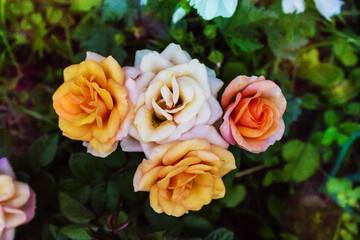 Colorful roses against the background of green foliage