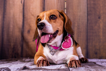 dog beagle