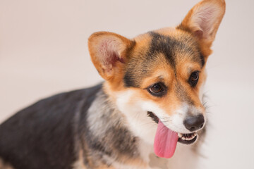 Corgi pembroke dog with open mouth closeup portrait on light grey background