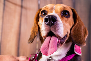 dog beagle