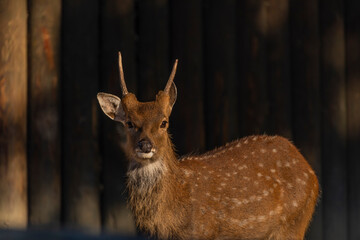 Deer sika with orange light in summer sunny morning