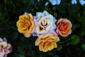 Colorful roses against the background of green foliage