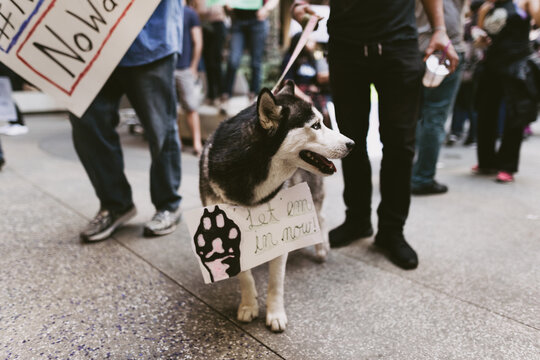 Dog Protestor