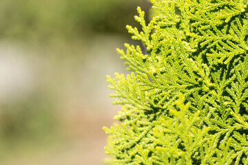 Leave of Chimese Orientali, Platycladus Orientalis, pine tree, christmas tree. Leaf background and texture with copy space.