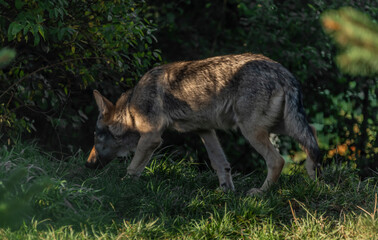 Big wolf in green forest in summer sunny morning