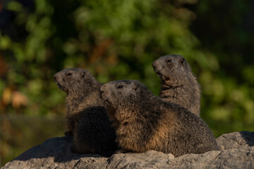 Marmot on stone in sunny nice summer morning