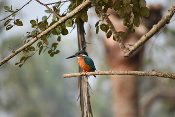 kingfisher bird