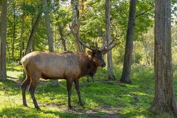 Naklejka na ściany i meble Elk wapiti in the rut. Natural scene from conservation area.