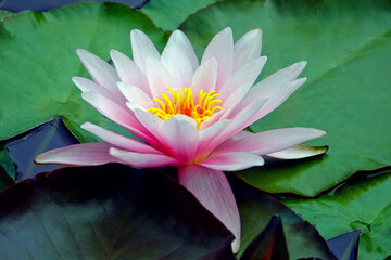 pond scenery with water lilly. pink water lily lotus flower. © Julia