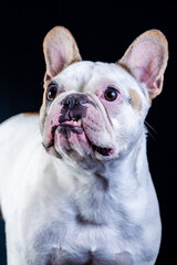 Fototapeta premium Pet 