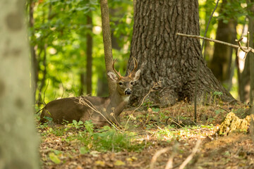 The young white-tailed deer in the forest