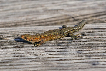 lizard on wood