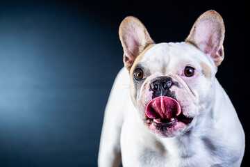 Obraz premium Bulldog pet