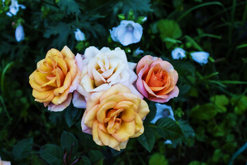 Colorful roses against the background of green foliage