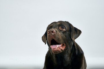 Purebred dog with black hair on a light background portrait, close-up, cropped view