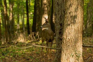 The young white-tailed deer in the forest