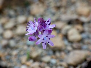 Piccola orchidea selvatica © Steve Fossiant