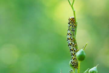 caterpillar on a leaf