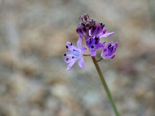 Piccola orchidea selvatica