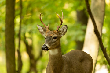 The young white-tailed deer in the forest