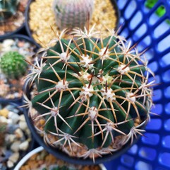 Melo cactus, beautiful thorn in pots