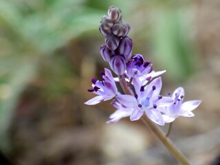 Piccola orchidea selvatica © Steve Fossiant