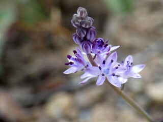 Piccola orchidea selvatica