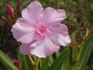 Fiore dell'oleandro