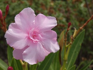 Fiore dell'oleandro