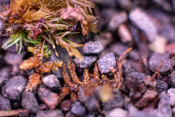 Macro of bryum moss Pohlia nutans with dew drops on forest floor over dark green background