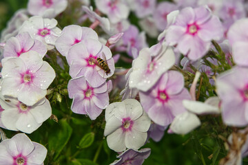 pink and white flowers