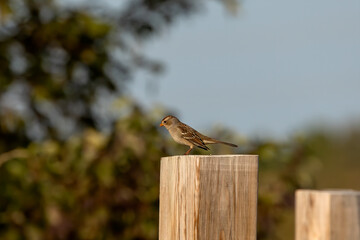 The warbler sitting on a garden pillar