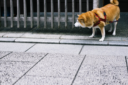 Shiba inu waiting for its owner in a traditional Japanese district of Kyoto