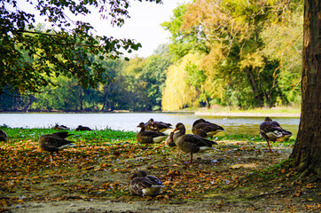 Swans, wild geese and ducks on lake inside Garten Eden paradise public park of Schloss Nymphenburg...