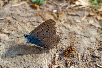 butterfly on the ground