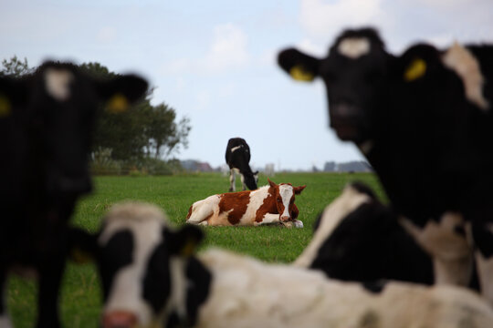 Outcast calf