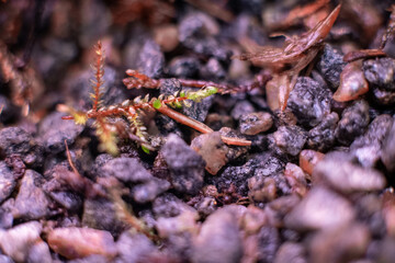 Green moss macro photography, forest floor nature background. Green plants close up wallpaper background. Lichen pattern forest floor, green moss macro texture for design.